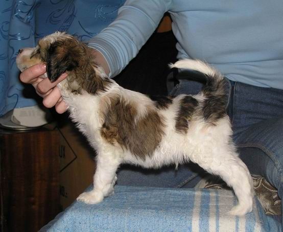 Manzana De Oro Evgenii Onegin