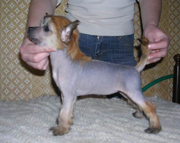 Optima Ripli S Tushinskogo Doma