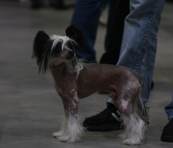 Manachan Moon  Avokaduh