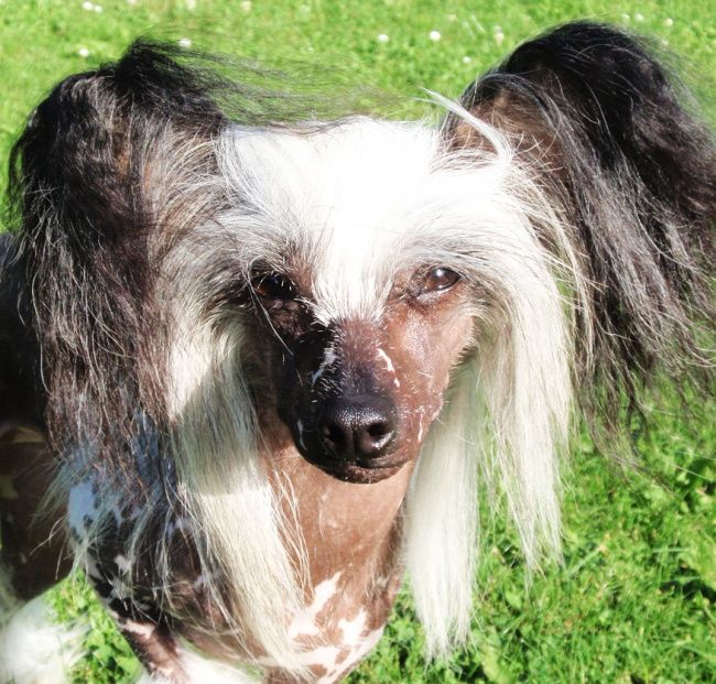 Marion Maiha  Avokaduh