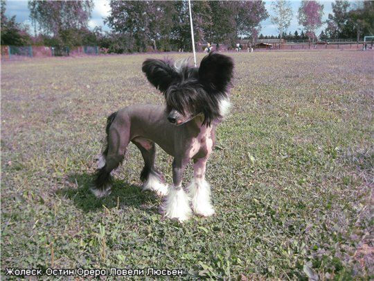 Zholesk Ostin Orero Lovely Lus'en