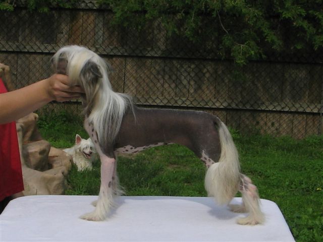 Dizzy Dollies Shu Ming