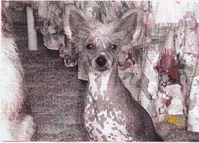 Roe N Win Sugar Plum