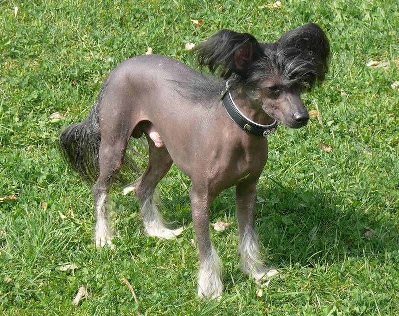 Vanaty Vacancy's Angel of the Dark