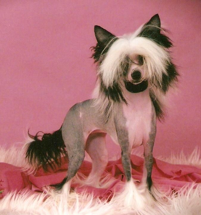 Solaris "Painted Pony" 4-REIL