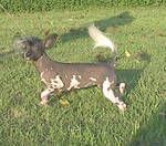 Diva's Lil Miss Dotsalot