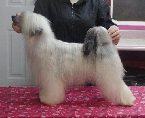 Kasma's Jasmine Of Wavecrest