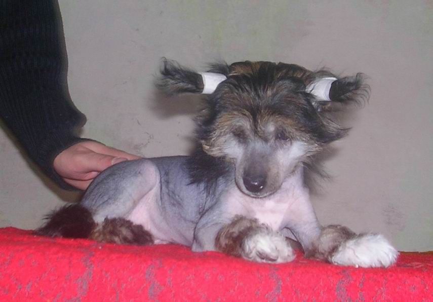 Richard Lvinoe Serdce