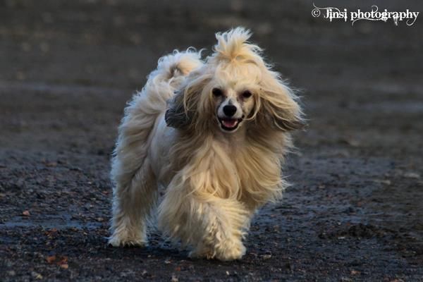 Lunacrest Miracle Maker