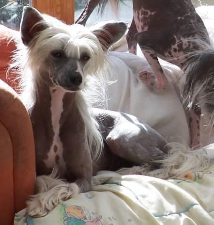 Doucai's Pure Extasy at Cazianik