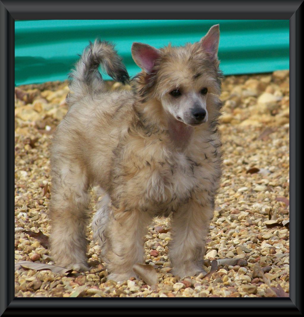 Baldpark Thessaly's leaf on the wind