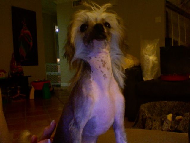 Baldpark's King Of Kings