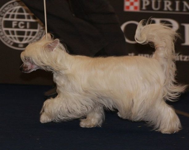 Ginette Sorraia Pazzda