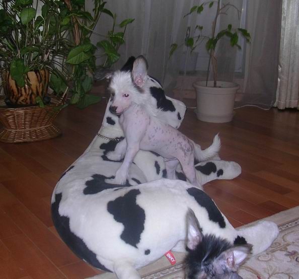 Manzana De Oro San Sei