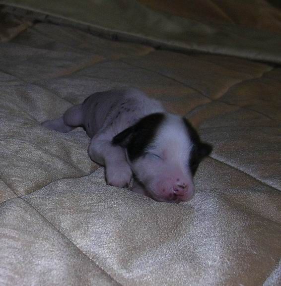 Manzana De Oro Si Zen'