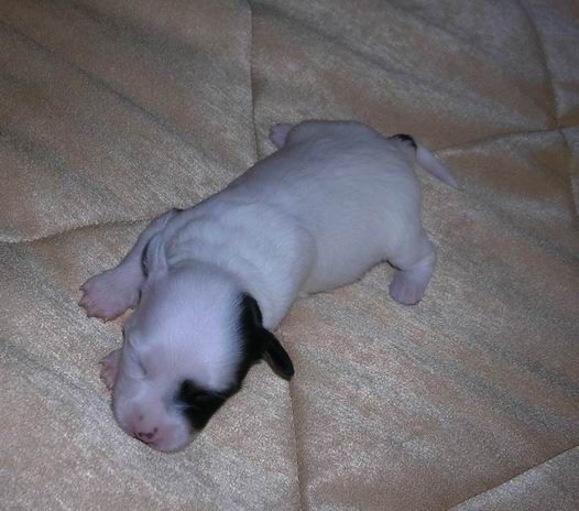 Manzana De Oro Sin' Hua