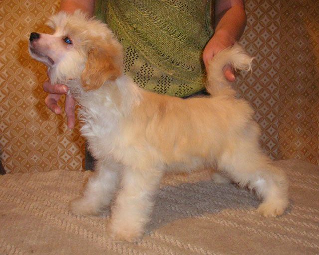 Klon Wermuta s Tushinskogo Doma