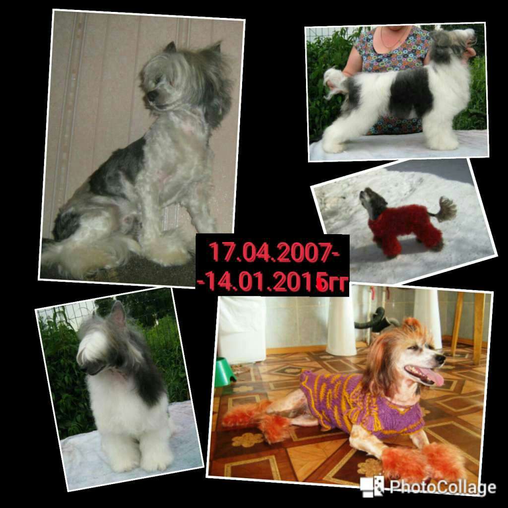 Kalifornia s Tushinskogo Doma