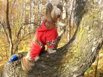 Alfa Laval Amore Mio from Khakasia