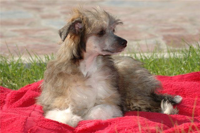 Andromeda Sokrovishe Valkirii