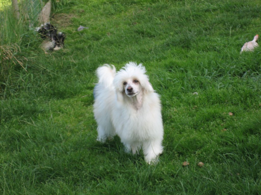 Untouchable's Just A Temptation