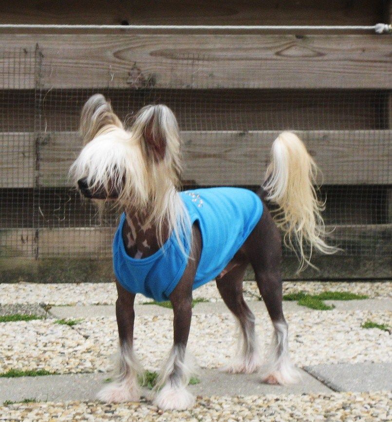 Happy Dancing Daring Devil