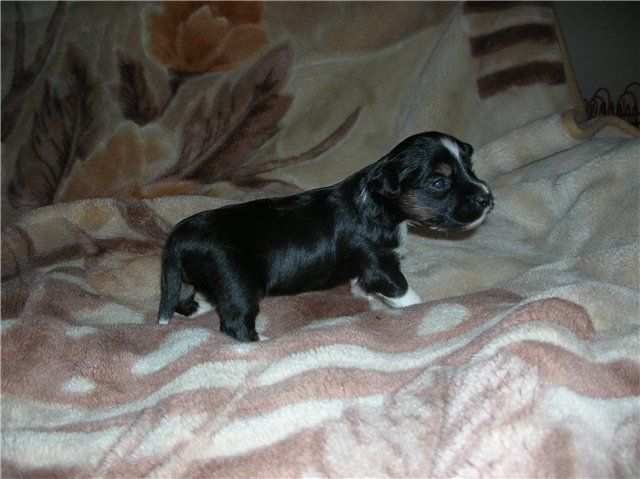 Olegro Katrin Orlando