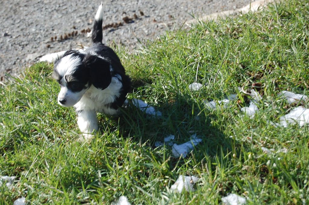 My Little Pony Arwen