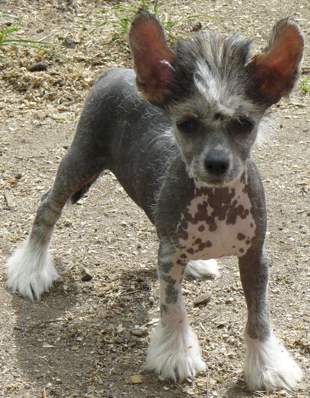 Anetka Chlupatý poklad