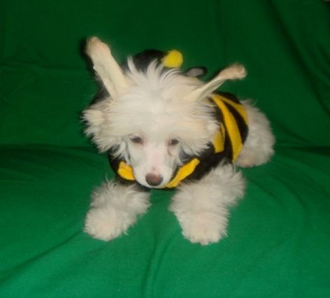 Nyu Art TSirtseya- Volshebnitsa Moih Grez