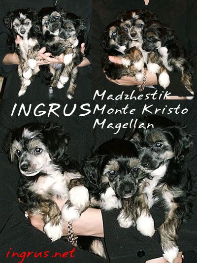 Ingrus Madzhestik