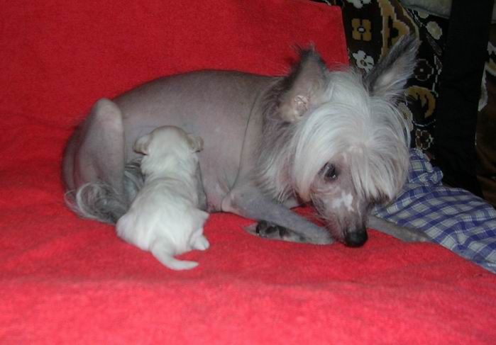 Manzana De Oro Valdivia