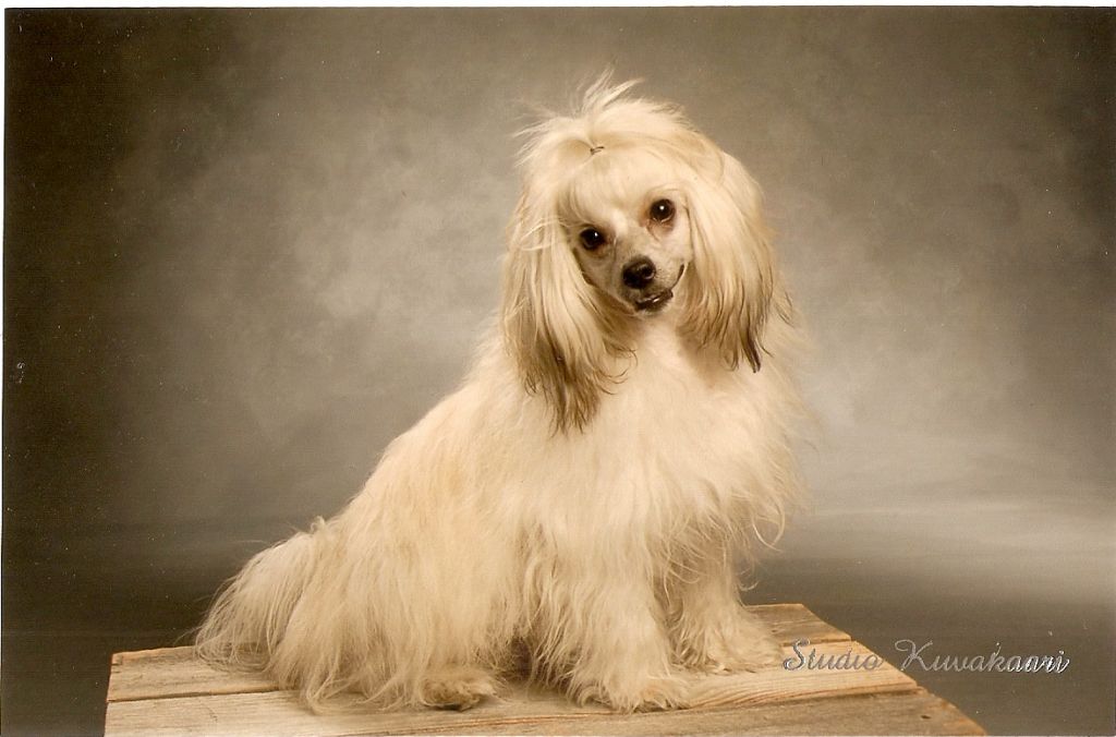 Dragon Moon Great Sensei