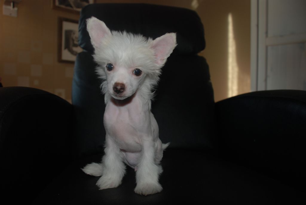 Divandior Return To Eden