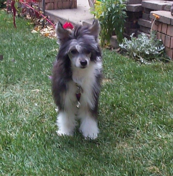 Majestic Star Tranquility