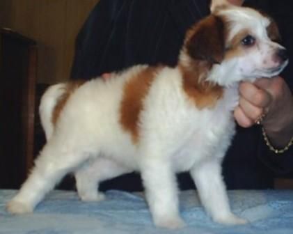 Adriatika from Khakasia