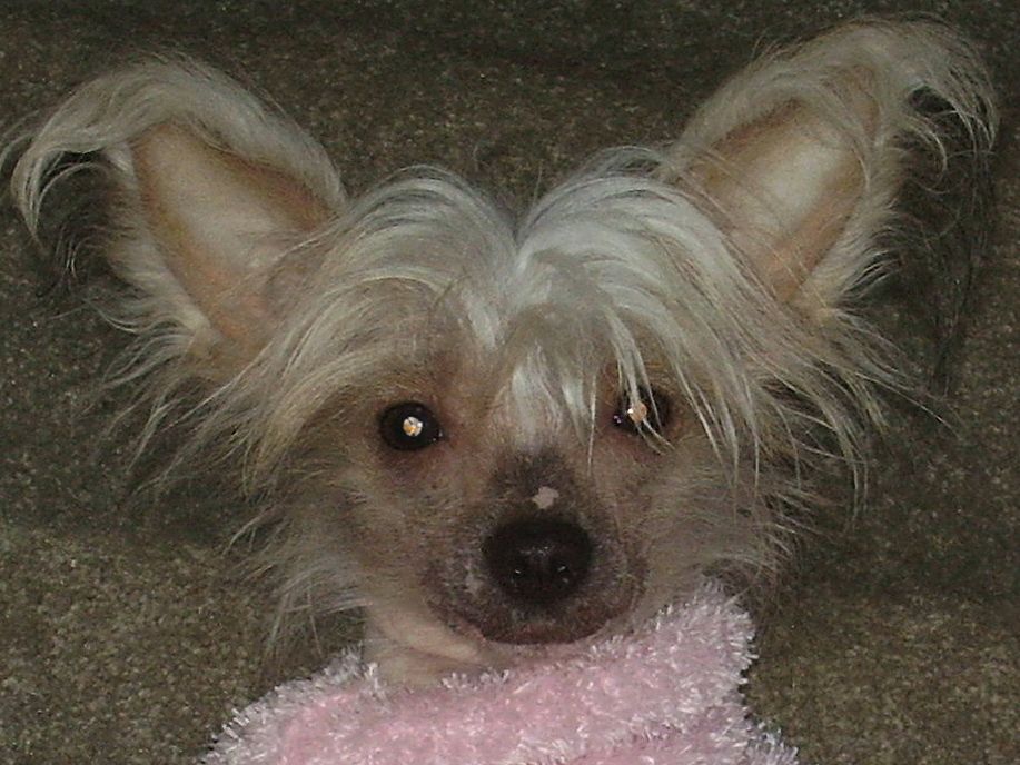 Badgercrest Roxie RoxAnne