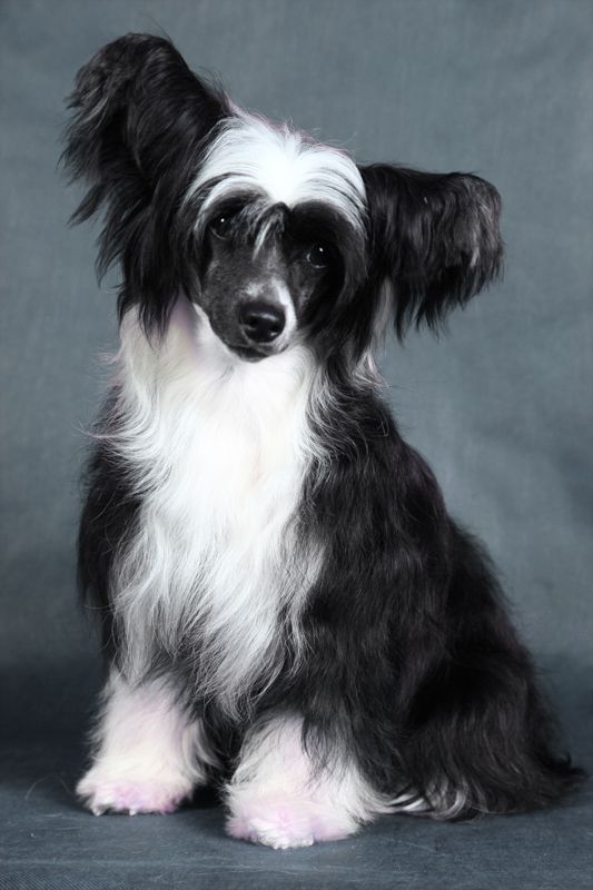 Ksolo Club Zoe Lanart