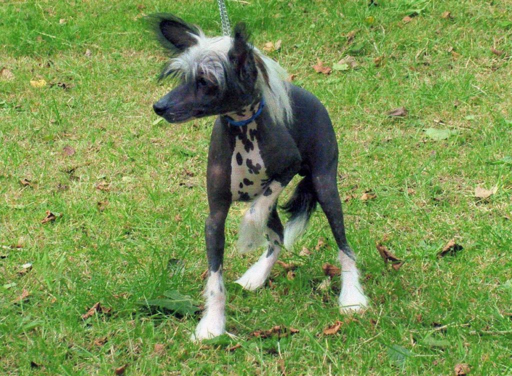 zerachiel jazz and jive