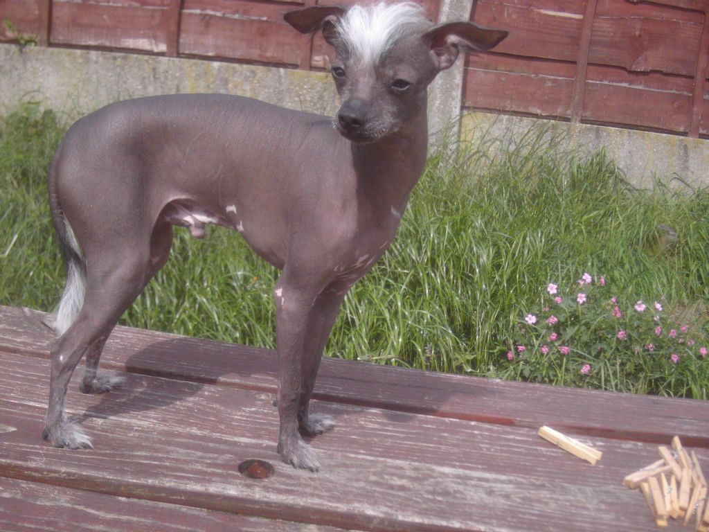 Zerachiel Al Pachino