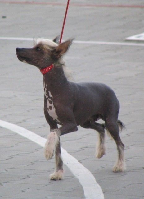 Cannabis Tora Lavandula Of Zerachiel Pol Imp