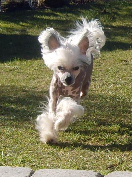 Xargos Rosa Thea FCI