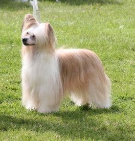 Hitmonchan Sweet Reunion With Fawncrest 