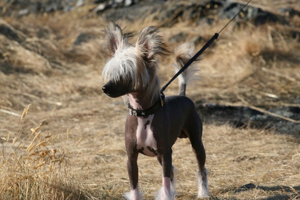 Dogs of Dark  Harley Davidson