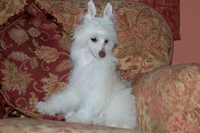 Zucci white orchid