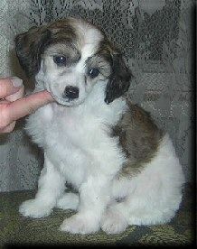 Karnelius Granatovyi Braslet