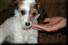 Karnelius Guchi Sladkij Malchik