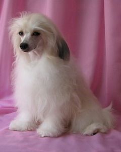 Sleek Slim Pet Baby Francheska