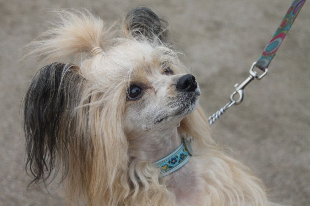 Candy Queen's Kween Karoline