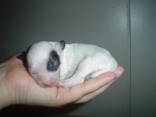 Candy Queen's Kings Krown